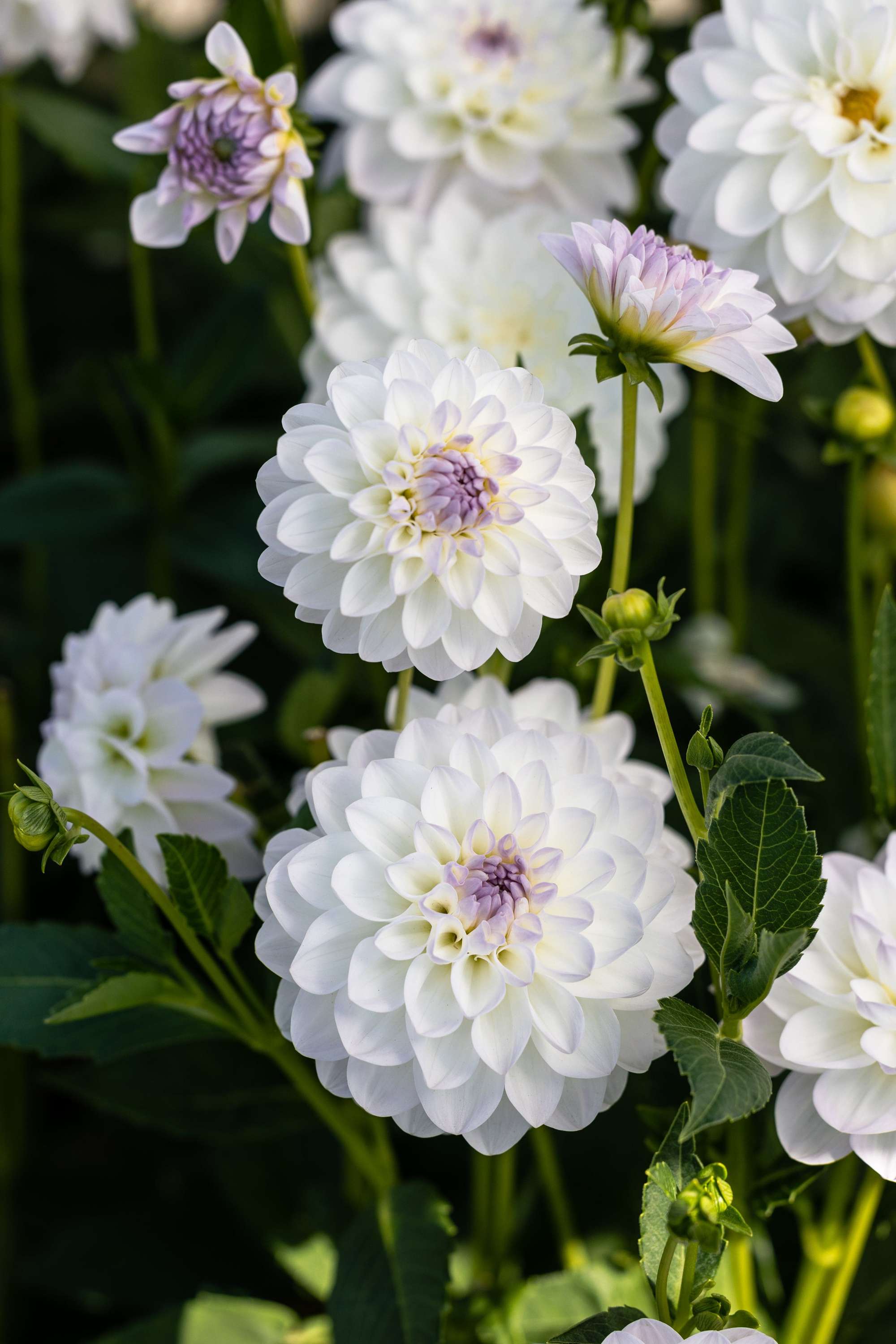 Dahlia 'Eveline'
